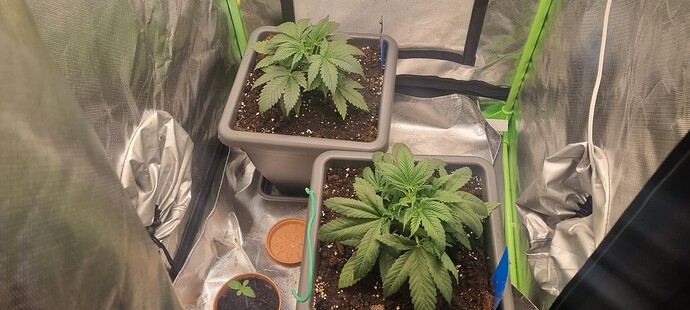 Growreport Bild 4