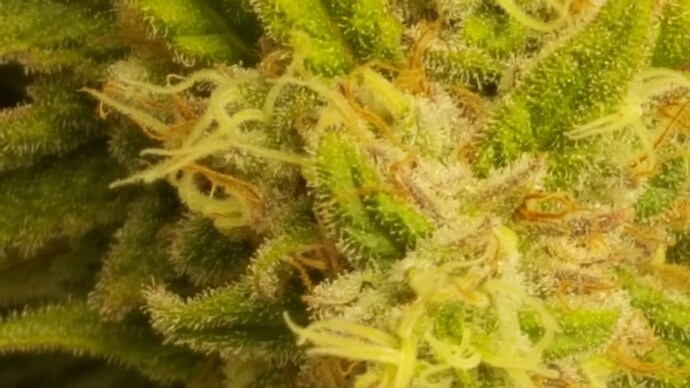 Growreport Bild 5