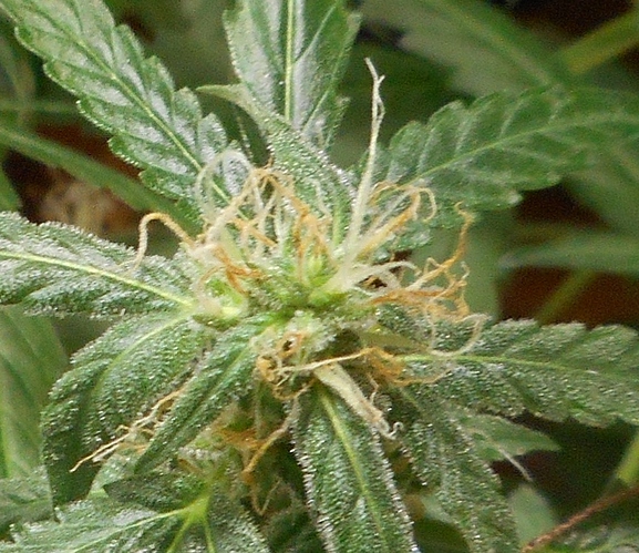 nachschlag_2_macro_1