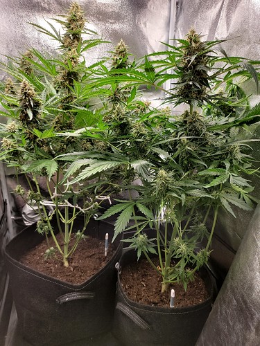 Growreport Bild 4