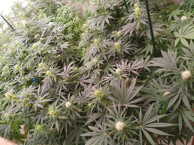 Growreport Bild 9