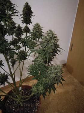 Growreport Bild 9