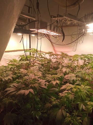 Growreport Bild 16