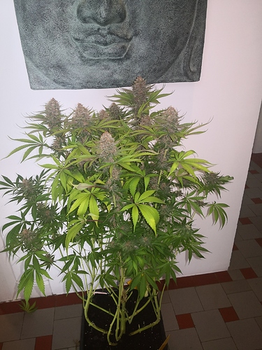 Growreport Bild 6