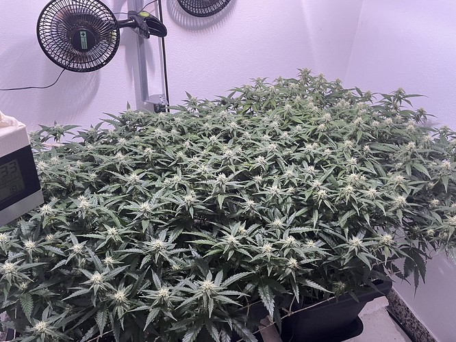 Growreport Bild 1