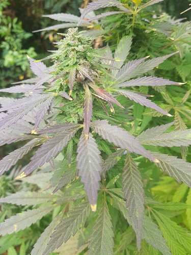 Growreport Bild 15