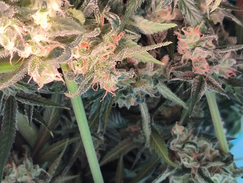 Red Banana Berry+ Forbidden Runtz Autoflower indoor