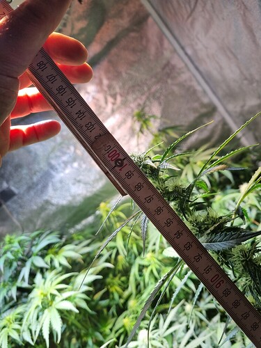 Growreport Bild 6