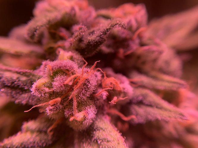 Growreport Bild 37