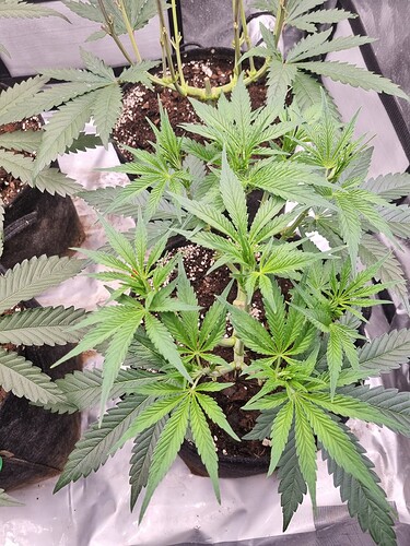 Growreport Bild 14