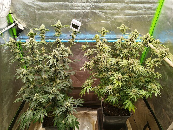 Growreport Bild 16