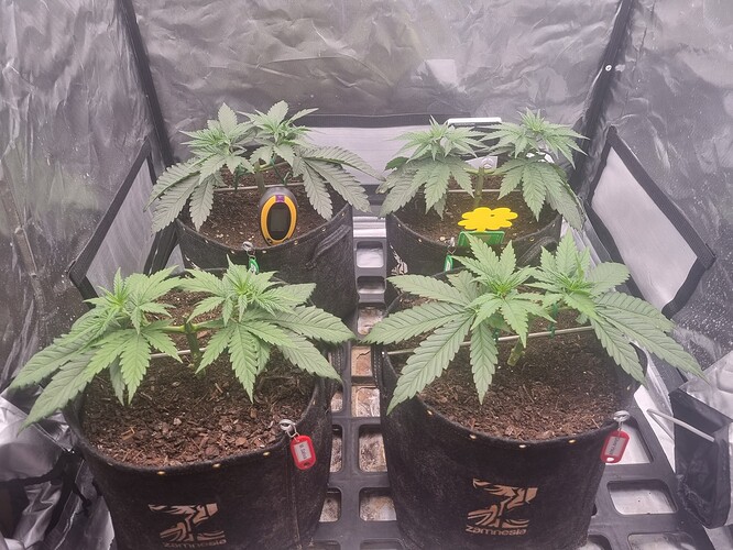 Growreport Bild 29
