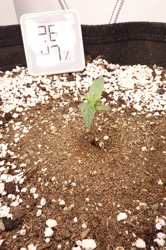 Growreport Bild 3