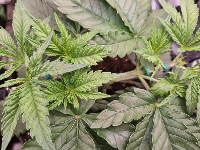 Growreport Bild 43