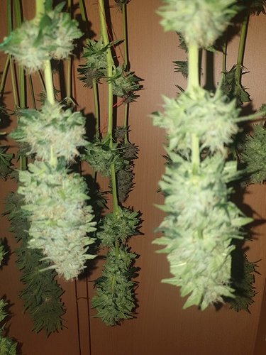 Growreport Bild 5