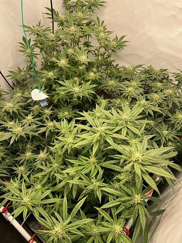 Growreport Bild 3