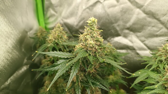 Growreport Bild 8