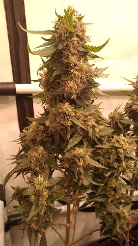 Growreport Bild 45