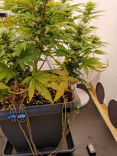 Growreport Bild 3