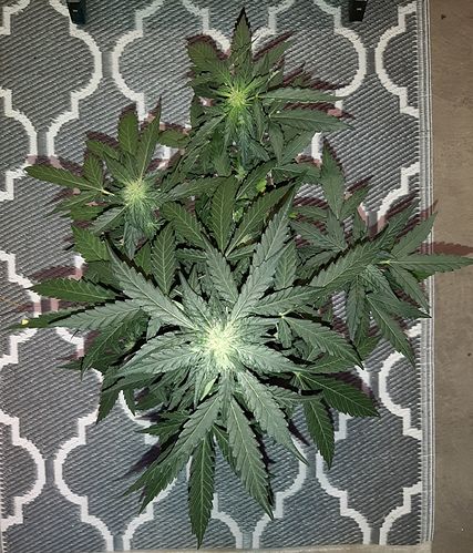 Growreport Bild 19