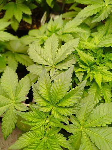 Growreport Bild 2