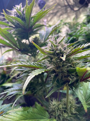 Growreport Bild 2