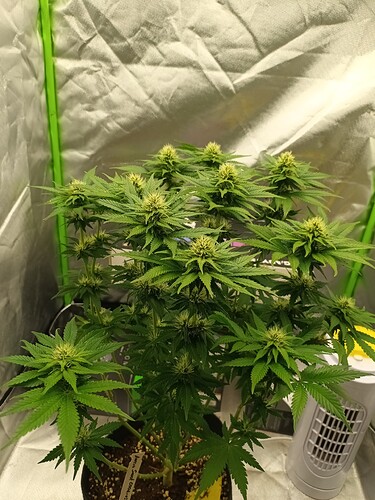 Growreport Bild 8