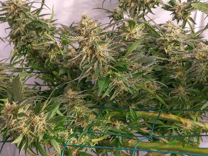 Growreport Bild 8