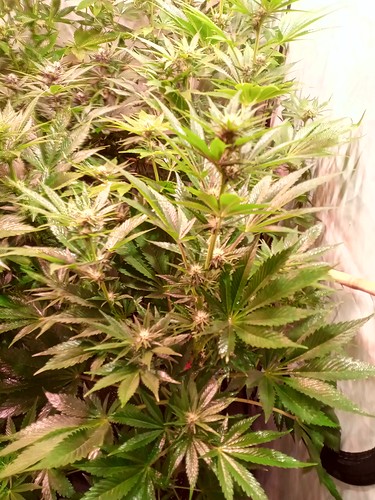 Growreport Bild 39