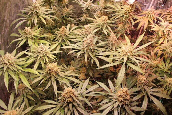 Growreport Bild 45