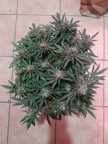 Growreport Bild 2