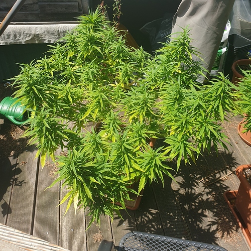 15938584258105831894432154198882