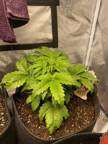 Growreport Bild 7