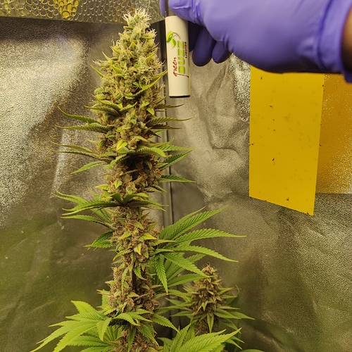 Growreport Bild 6