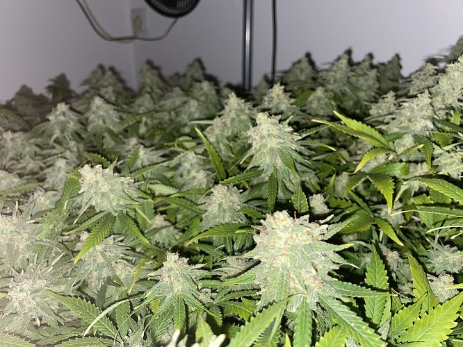 Growreport Bild 23