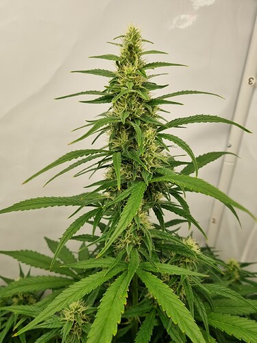 Growreport Bild 10