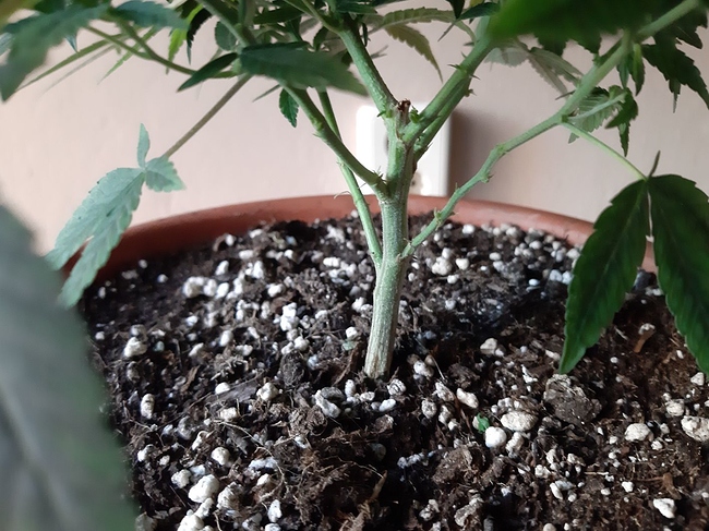 Growreport Bild 3