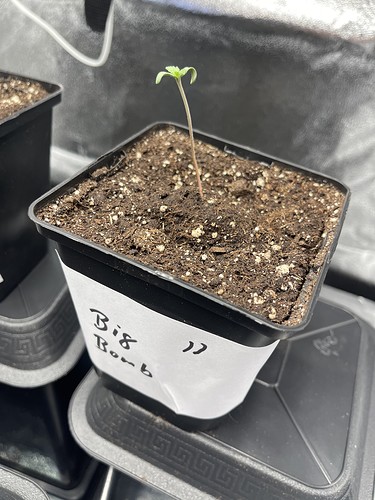 Growreport Bild 25
