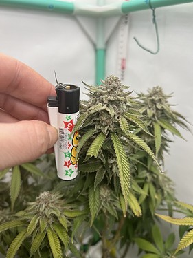 Growreport Bild 5