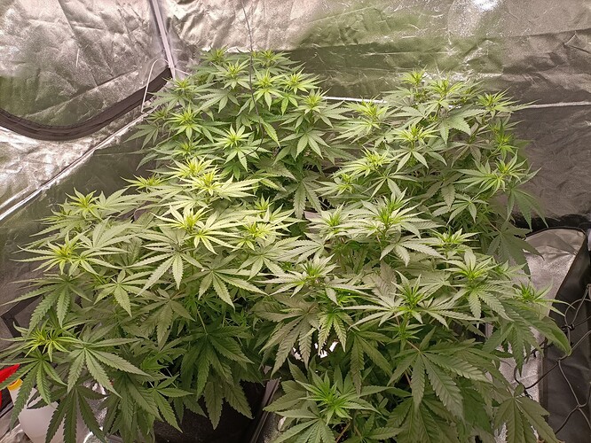 Growreport Bild 8