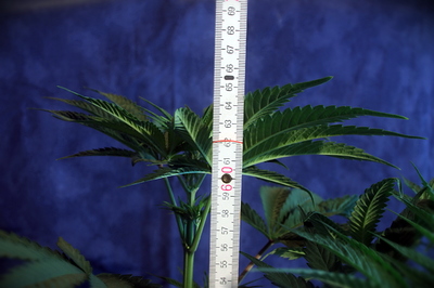 Growreport Bild 4