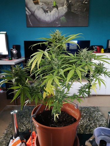 Growreport Bild 2