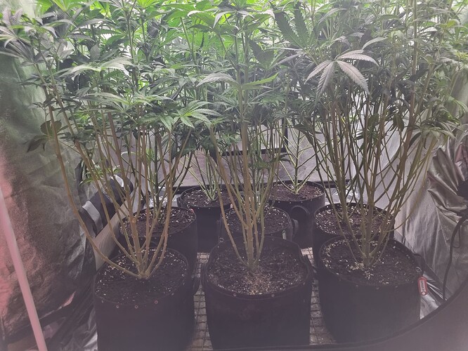 Growreport Bild 63