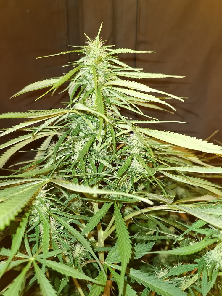 2. Kellergrow Automatic Session,, Black Domina und Unknown