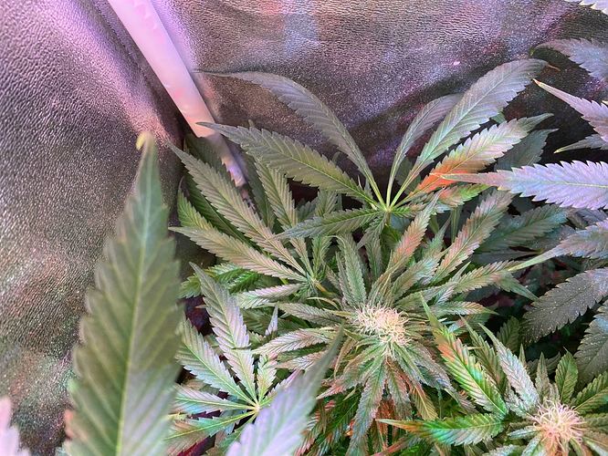 Growreport Bild 11