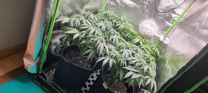 Growreport Bild 5