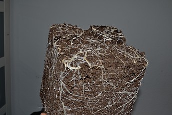 Growreport Bild 1
