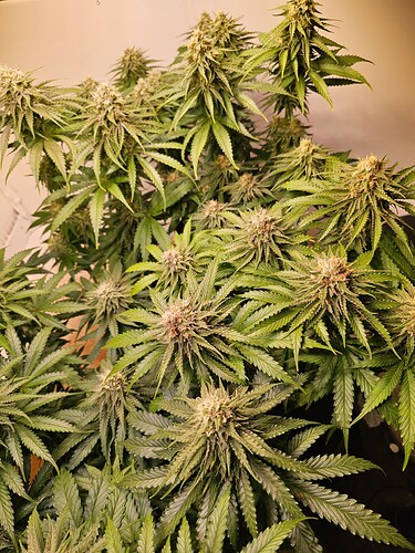 Growreport Bild 5