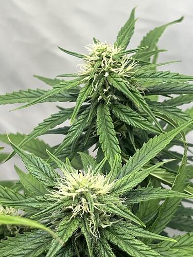 Growreport Bild 12