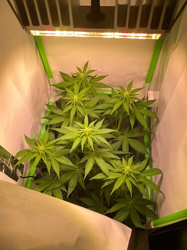 Growreport Bild 3